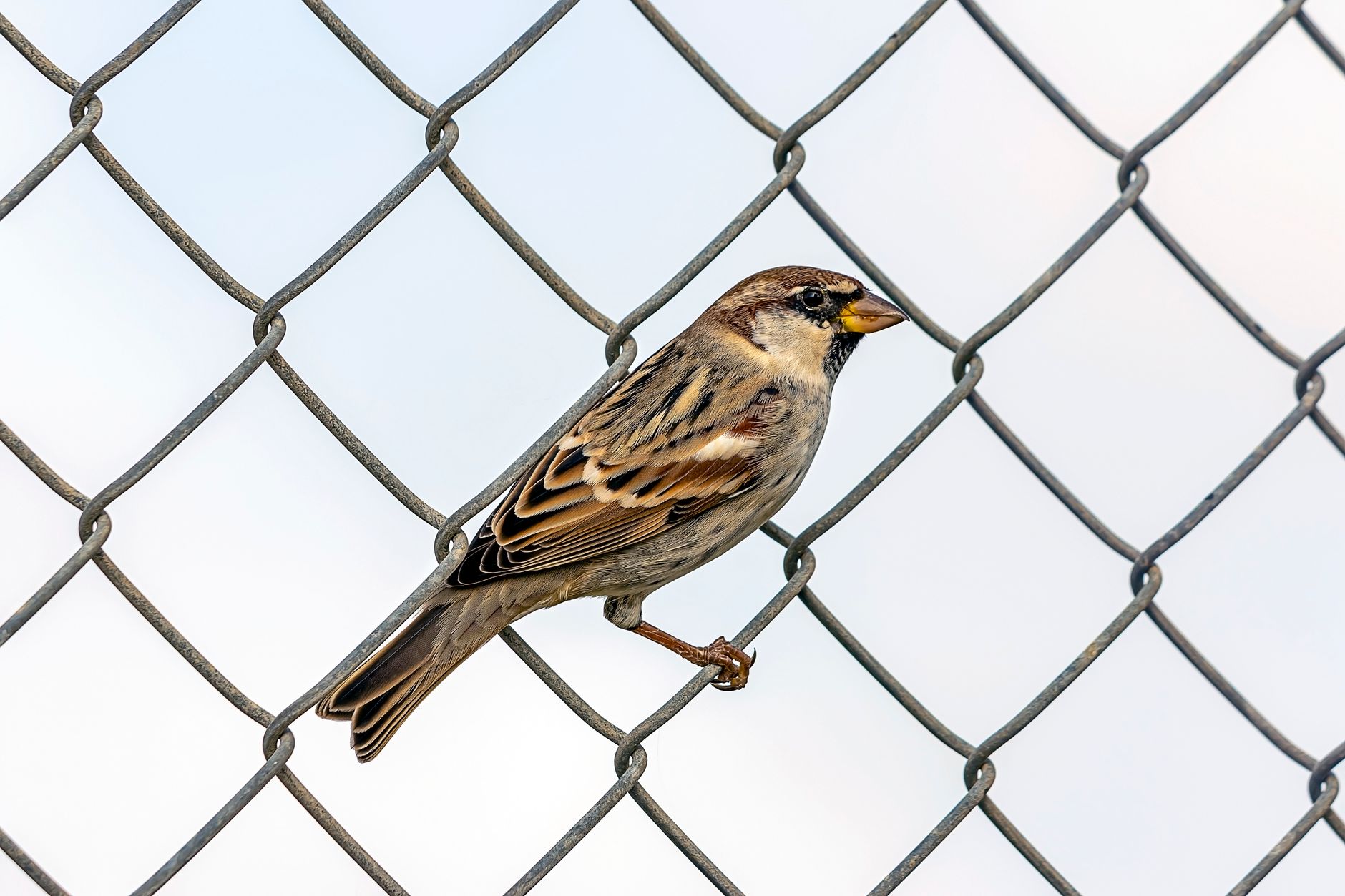 Close-up of a sparrow perched on a steel chain link fence outdoors.