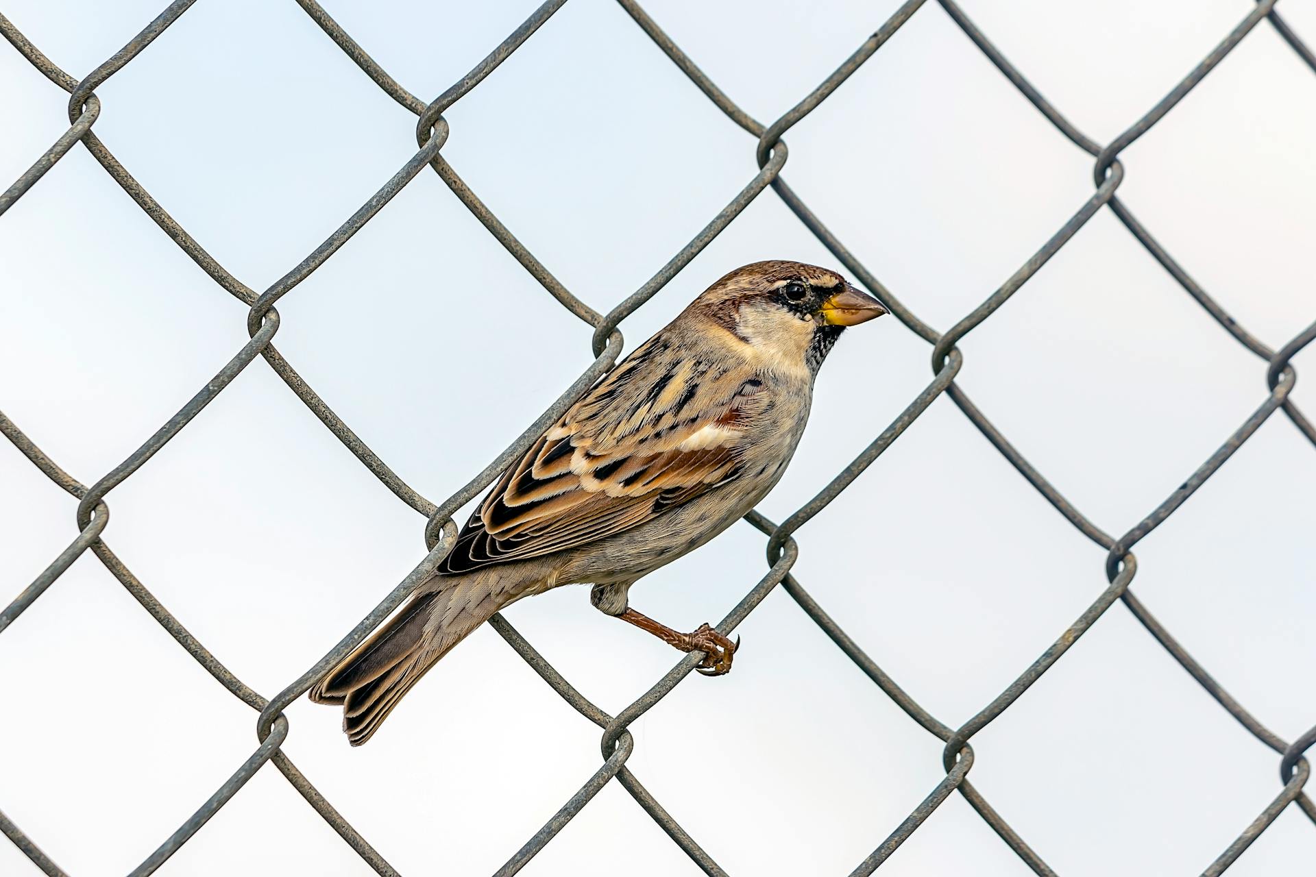 Brown Bird on Gray Metal Mesh Fence