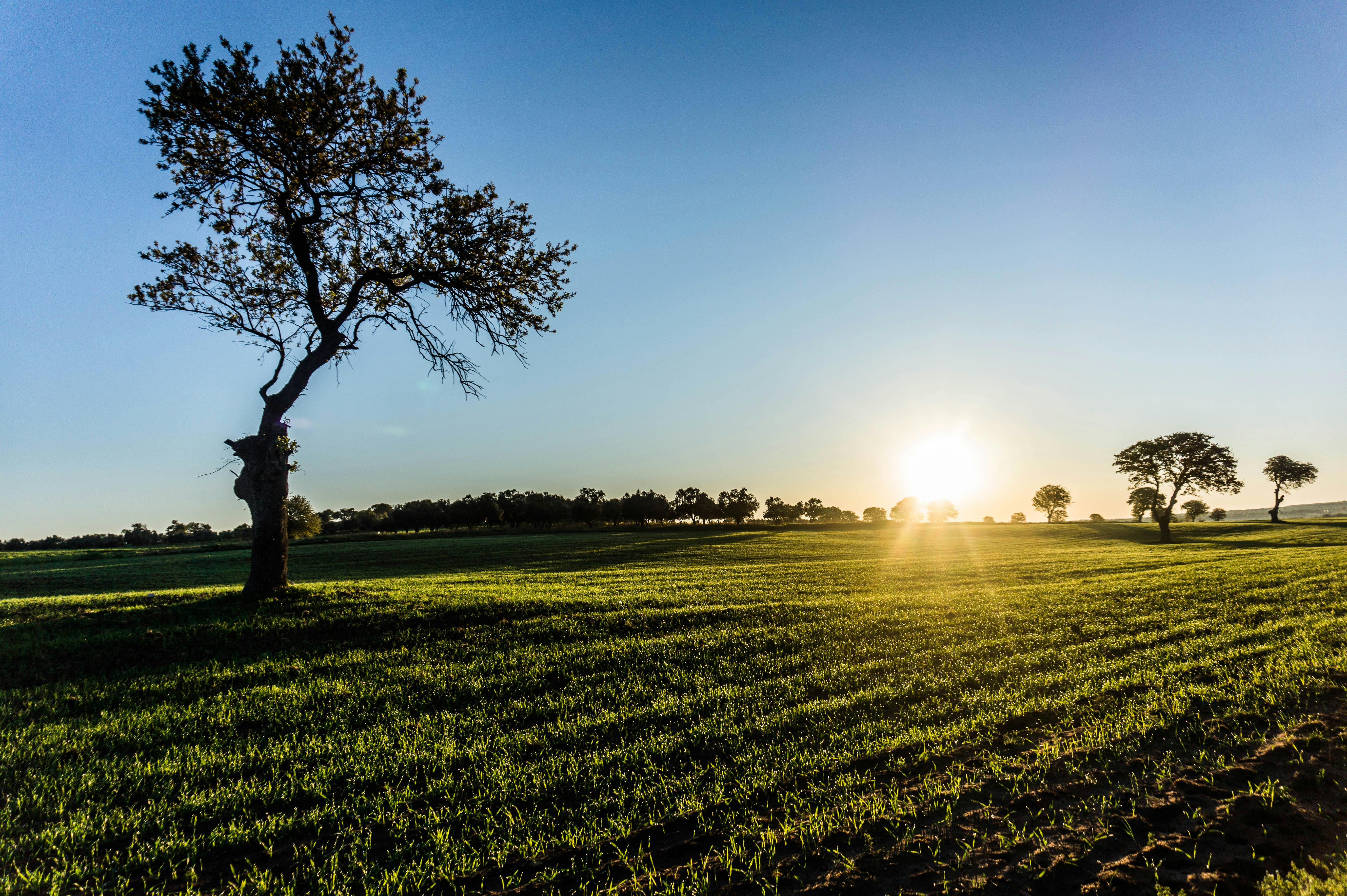 Einsamer Baum Auf Feld Bei Sonnenaufgang · Kostenloses Stock-Foto