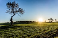 夕阳映照着郁郁葱葱的田野，为宁静的乡村风光增添了一份祥和