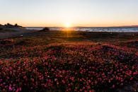 令人惊叹的海滩日落、充满活力的野花与宁静的海景