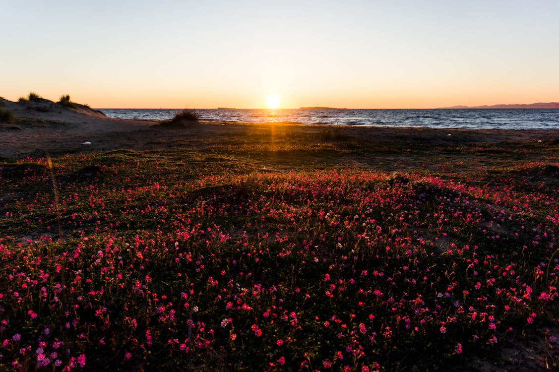 Photography of Flower Field Near Sea