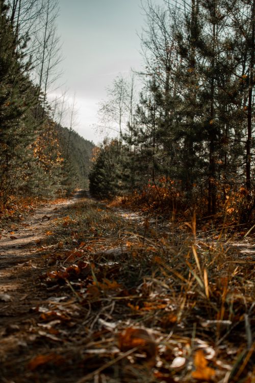 Free Inviting forest trail surrounded by autumn foliage, perfect for hiking and exploration. Stock Photo