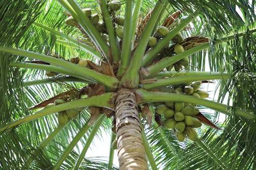 Green Coconut Tree