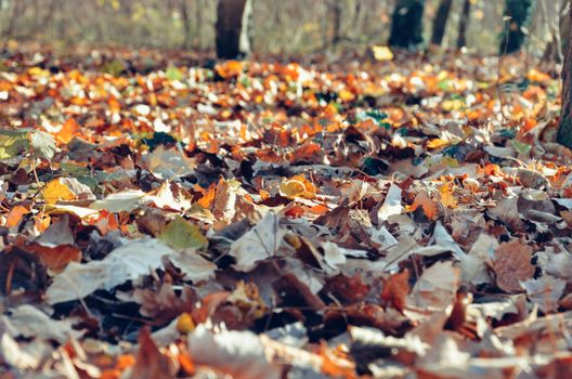 Vibrant autumn leaves scattered on the forest floor, capturing the essence of fall.