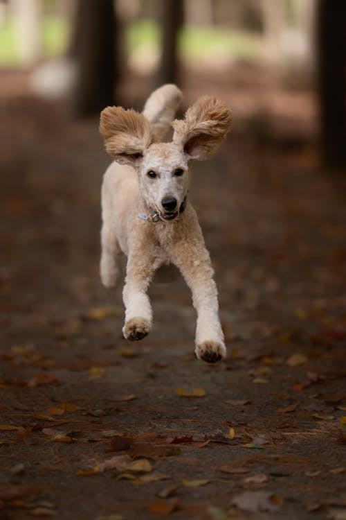 Foto profissional grátis de alegria, animais de estimação, animal