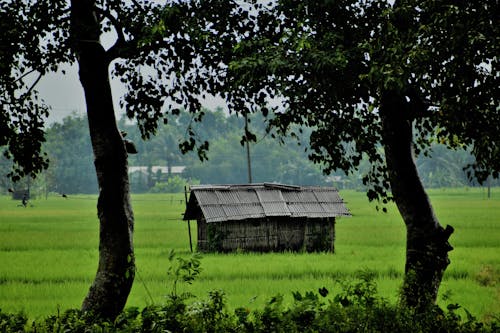 Immagine gratuita di campo, erba, granaio