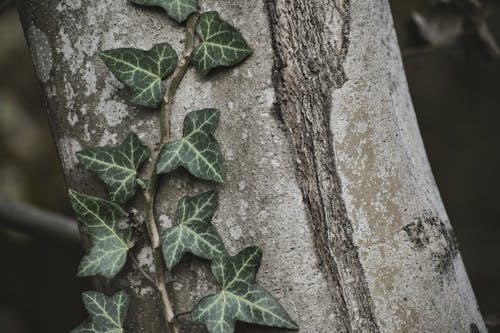 Free Close Up Photo of Vine on a Tree Stock Photo