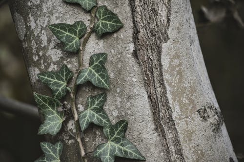 Close Up Photo of Vine on a Tree