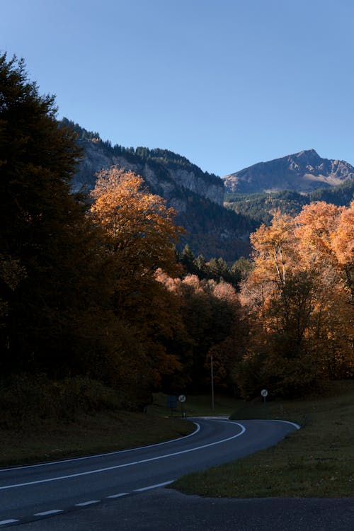 A Concrete Road between Trees