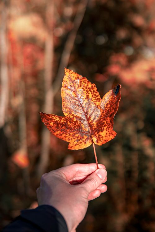 Free A person holding a vibrant orange autumn maple leaf with a blurred forest background. Stock Photo