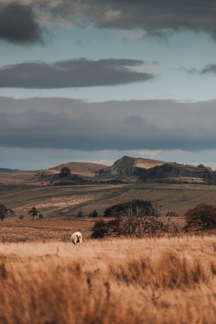 Autumn Landscape Of Hilly Fields And Pastures