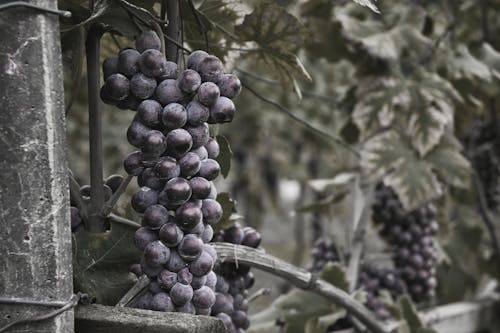 Selective Focus Photo of a Cluster of Grapes