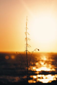 A delicate plant silhouette against a vibrant, golden sunset over the ocean.