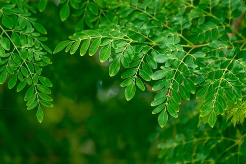 Close-Up Shot of Green Leaves