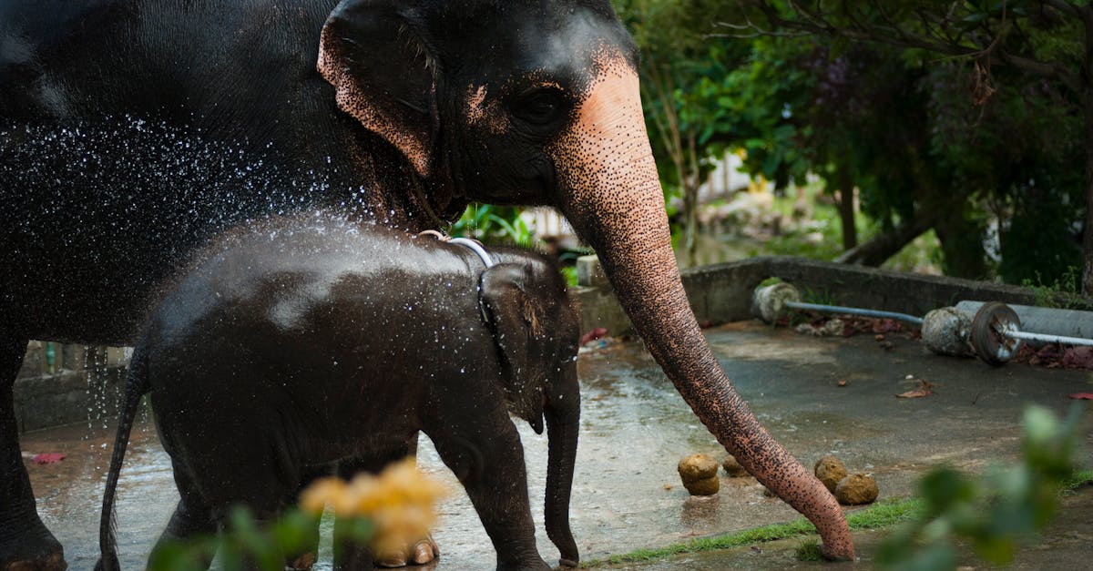 How long do elephants live in the zoo