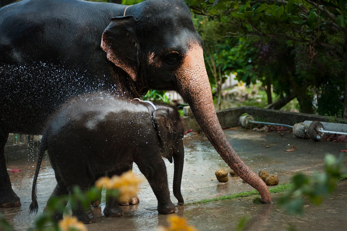 Foto De Elefante Negro Con Bebé