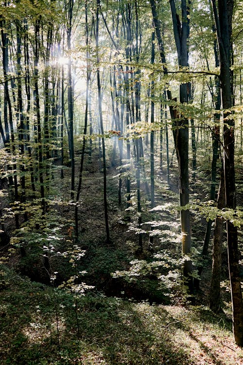 Immagine gratuita di alberi, ambiente, boschi