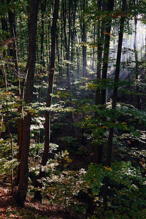 Immagine gratuita di alberi, ambiente, boschi