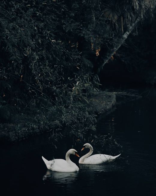 Two graceful swans swim in a serene pond surrounded by lush foliage in Bandarban, Bangladesh.