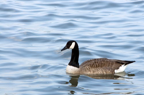 Free stock photo of color, goose, hudson