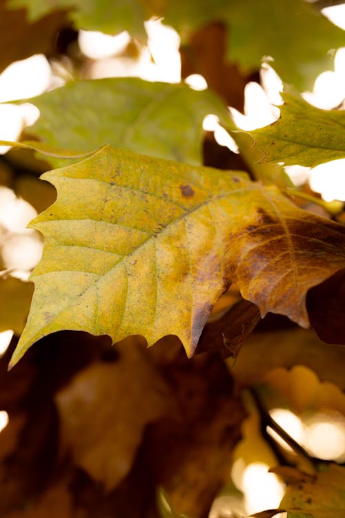 Close-Up Shot of Dry Leaves