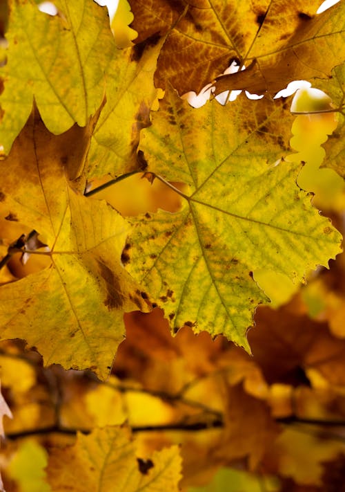 Close-Up Photo of Yellow Maple Leaves