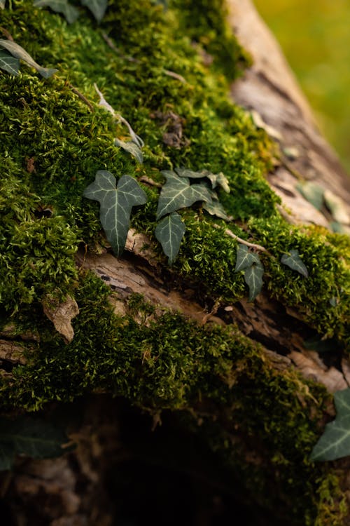 Close-Up Shot of a Moss on a Tree Trunk