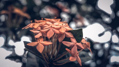 Free stock photo of buds, flower, garden