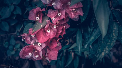 Free stock photo of buds, dark green, flower