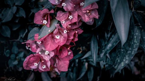 Free stock photo of buds, dark green, flower