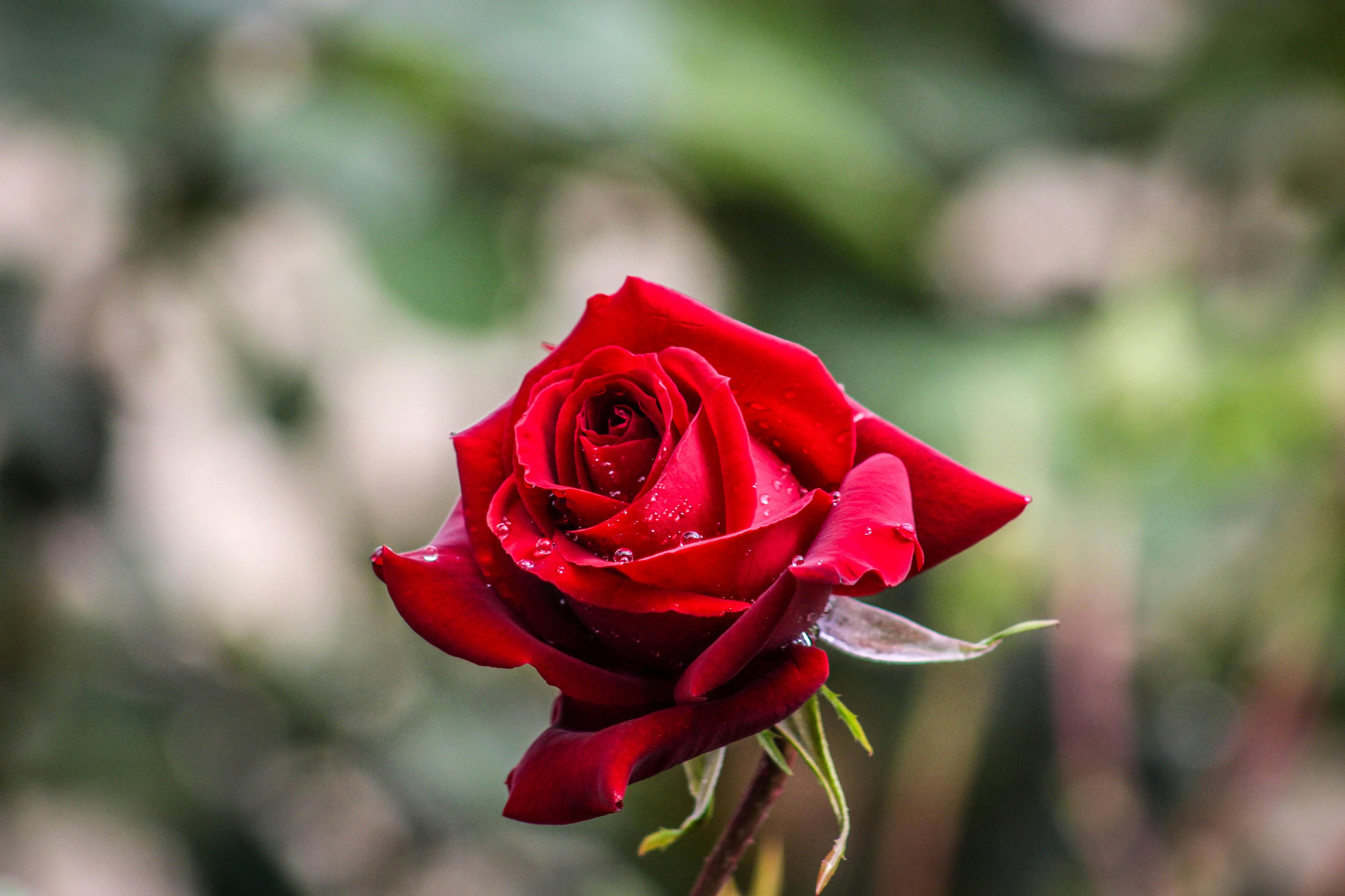 Single Red Rose HD wallpaper