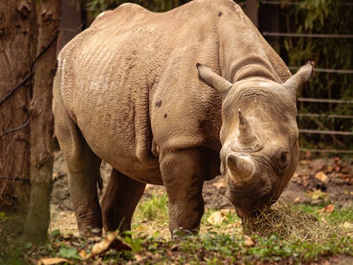 Fotos de stock gratuitas de animal, cuerno, de cerca