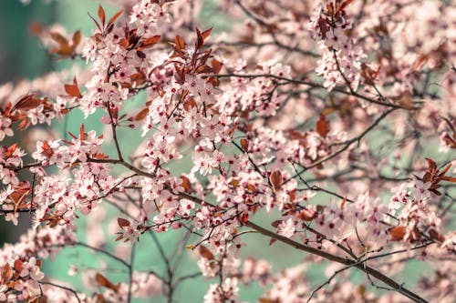 핑크 꽃의 얕은 초점 사진