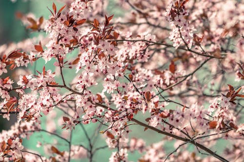 Shallow Focus Photography of Pink Flowers