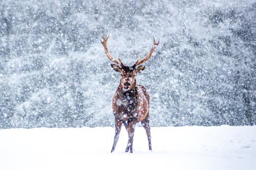 Darmowe zdjęcie z galerii z dzika przyroda, jeleń, opady śniegu