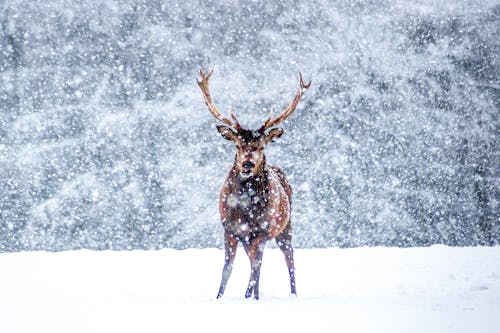 Immagine gratuita di animale, cervo, fauna selvatica