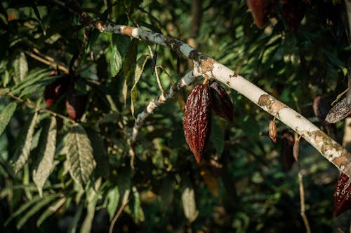 Free stock photo of amazon rainforest, cacao, dark green plants