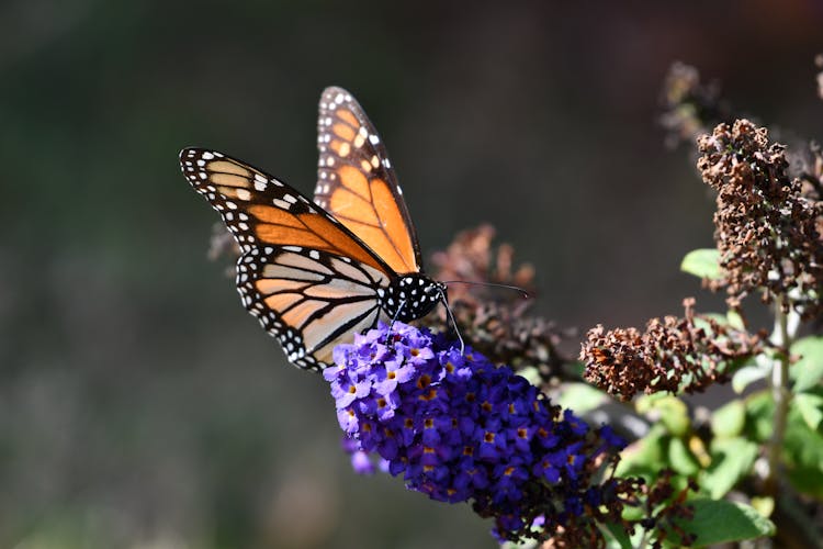 Orange Monarch Butterfly Perched On Purple Flowers