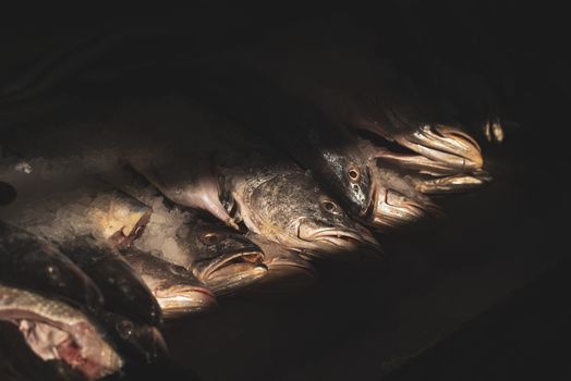 Sunlit Stacked Dead Fish in Darkness