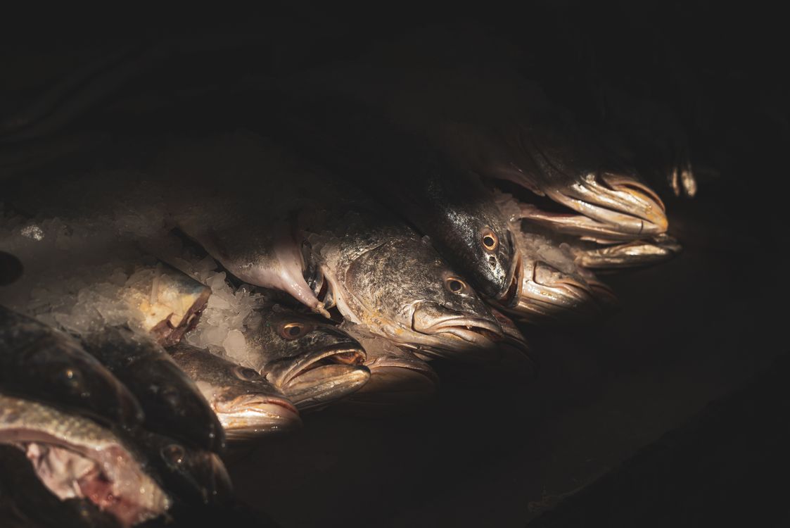 Sunlit Stacked Dead Fish in Darkness · Free Stock Photo