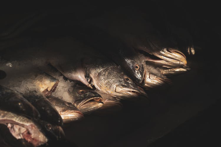 Sunlit Stacked Dead Fish In Darkness