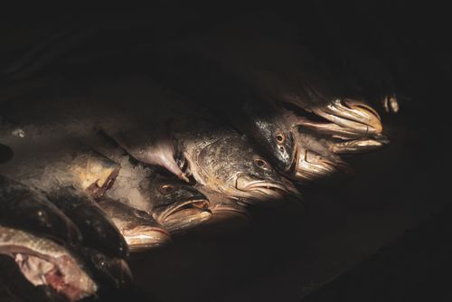 Free Close-up of freshly caught fish displayed on ice with dramatic light and dark background. Stock Photo