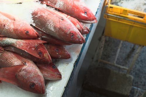 Close up on Frozen Fish on Counter