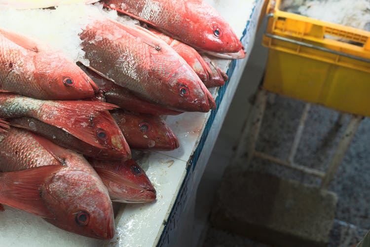 Close Up On Frozen Fish On Counter