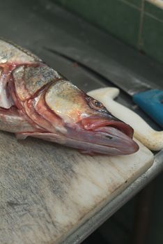 Pike Fish