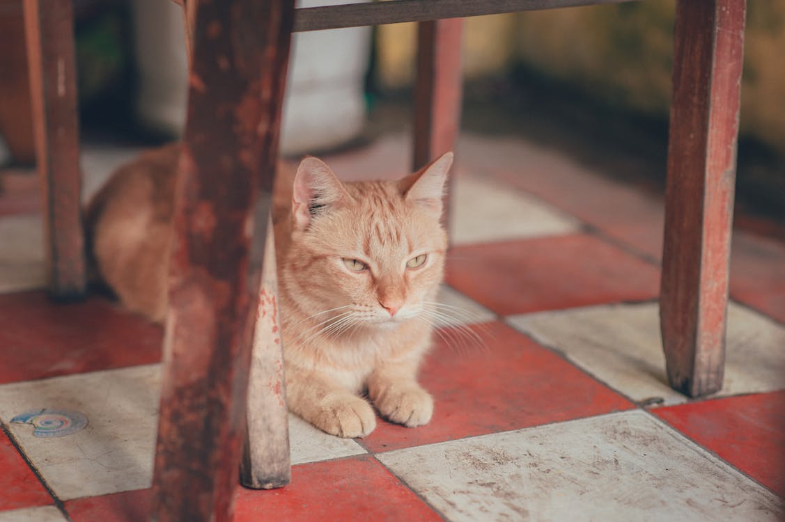 Bạn đã từng thấy mèo màu cam tabby chưa? Đây là một trong những dáng vẻ đáng yêu nhất của loài mèo. Hình ảnh con mèo màu cam tabby trong bức ảnh này được chụp bằng công nghệ mới, đảm bảo không bị mờ hay rung.