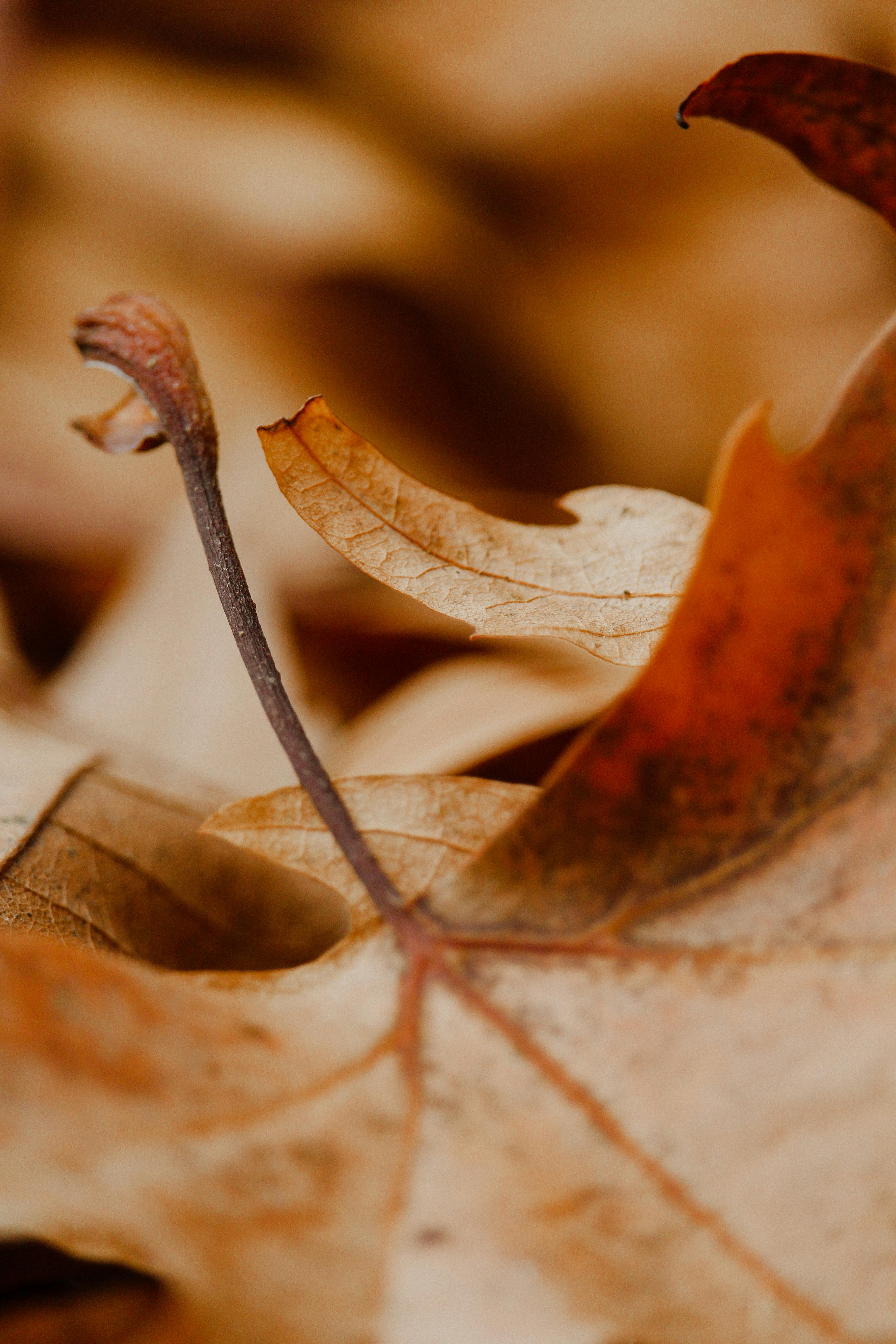 close up of dry leaf