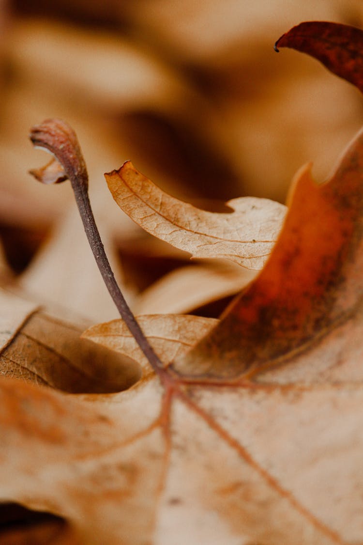 Close Up Of Dry Leaf