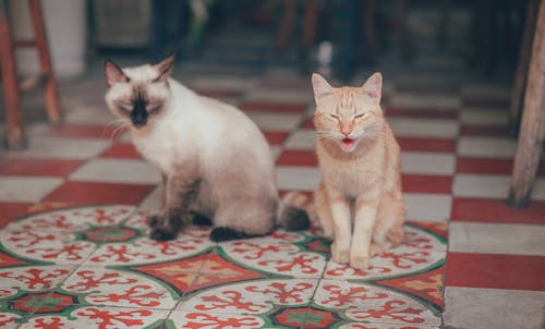 两只猫的特写摄影